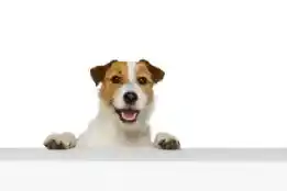 Pet Sitting & Boarding