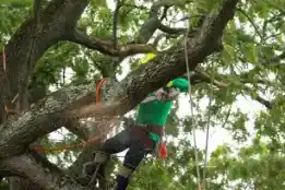 Tree Trimming & Removal